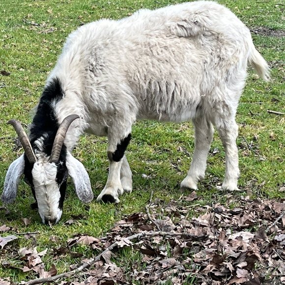 Meet your Posher, Deborah - Picture 1 of 1